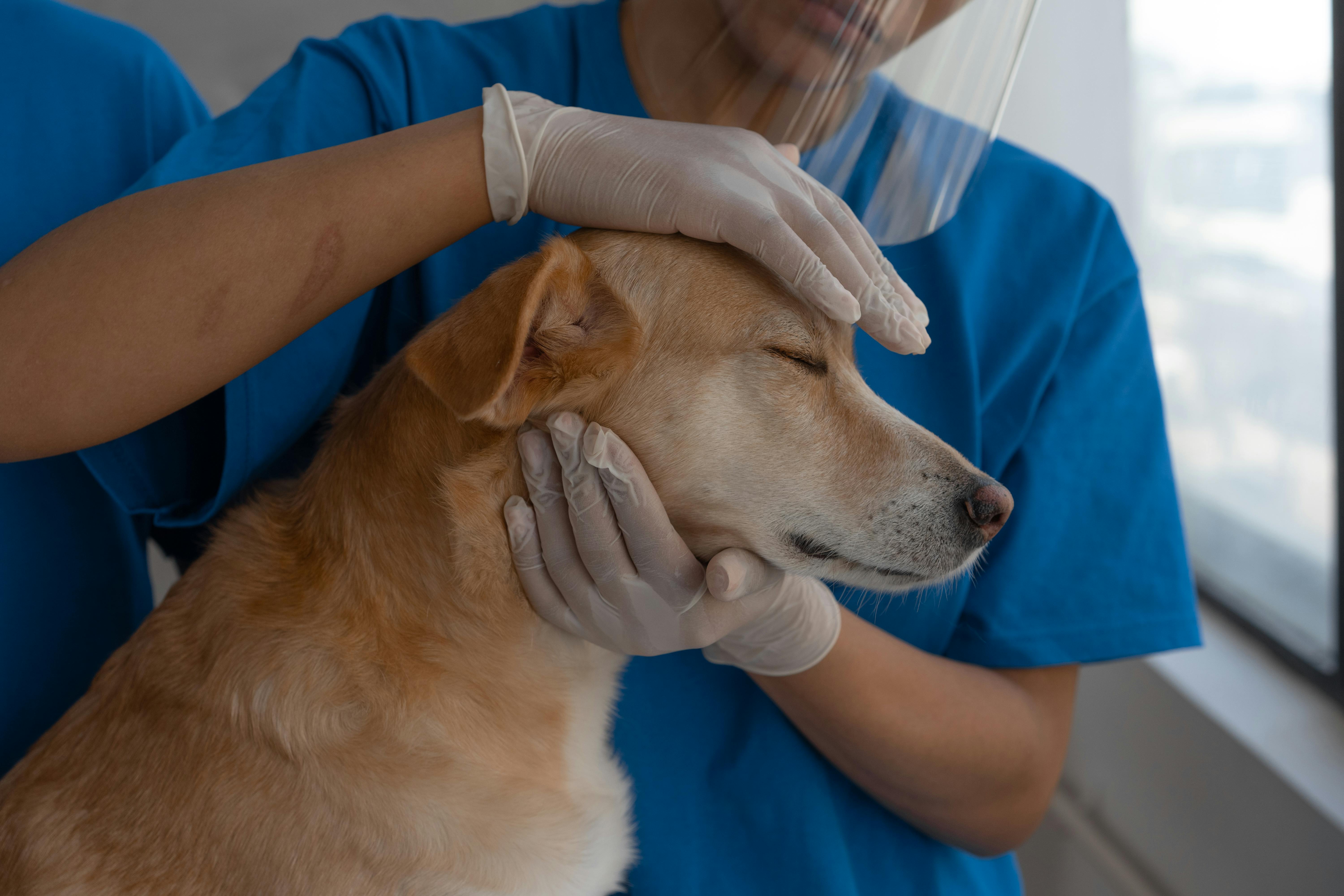 vets